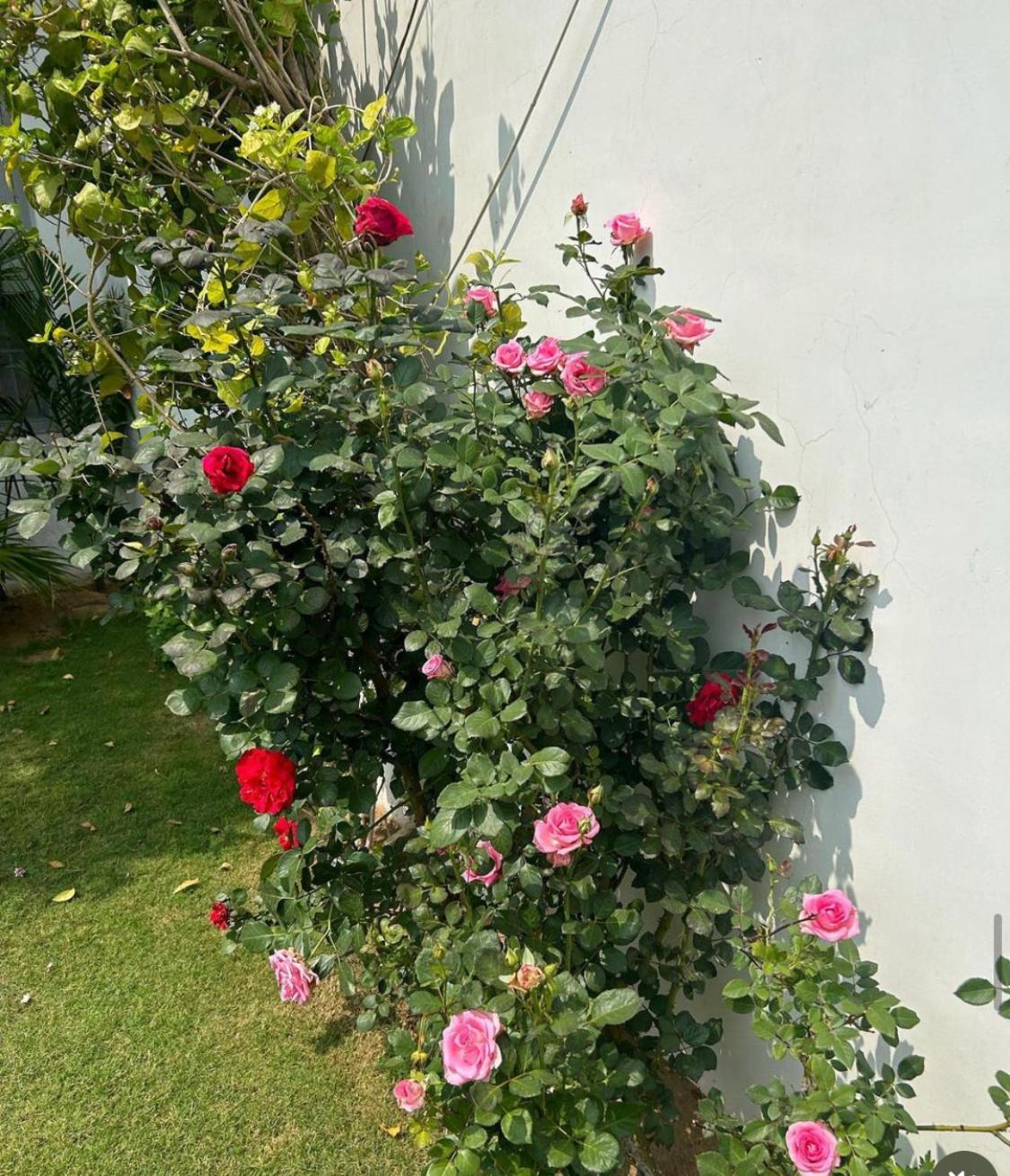 Solanki Farms & Pool Villa Garden Fully Private Jaipur Eksteriør bilde